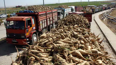 Şeker pancarı alım fiyatı belli oldu