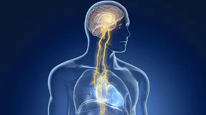 “Vagus siniri” furyası: Sosyal medyada milyonlar izliyor, uzmanlar temkinli yaklaşıyor