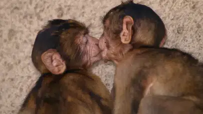 Öpüşmenin gerçek kökeni ortaya çıktı: İnsanlar, maymunlar ve hatta kutup ayıları ortak davranış sergiliyor