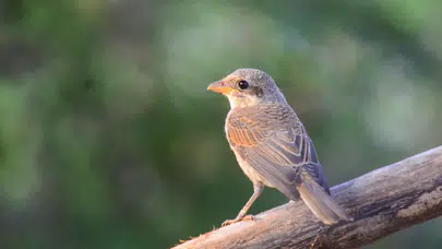TikTok’un yeni trendi “Kuş Teorisi”: Partnerinizin ilgisini ölçmenin bilimsel yolu