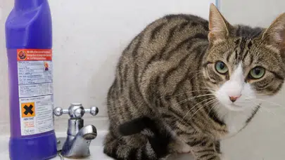 Kediler neden çamaşır suyu kokusuna coşuyor? İşte veterinerlerin açıkladığı gerçek sebepler