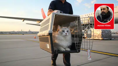 Kedi ithalatı olmaz demeyin