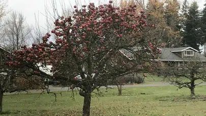 Evinizin temeline zarar verebilecek 7 ağaç türü: Bahçe dikiminde dikkat edilmesi gerekenler