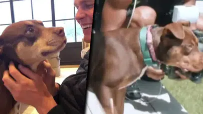 Amerikan futbolunun efsanelerinden Tom Brady'den tartışılacak hareket: Ölen köpeğini klonlatmış!