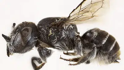 Bilim insanlarından “şeytan arı” keşfi: Yeni türün adı Lucifer