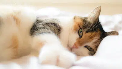 Kediler neden derin uyuyamaz? Evcil dostlarımızın uyku sırrı
