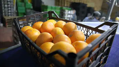 25 ülkeye meyve ihraç eden Türk gıda firması konkordato ilan etti