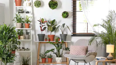 Evi negatif enerji ve nazara karşı koruyan 6 bitki