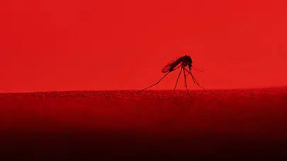 Genetiği değiştirilmiş sivrisinekler sıtma mücadelesinde yeni umut olabilir