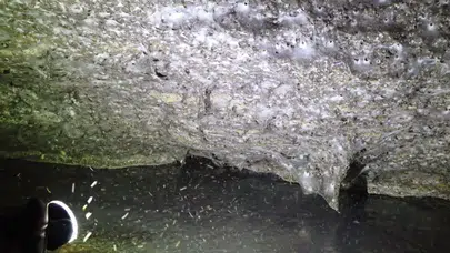 111 bin örümcekten oluşan dev koloni bulundu