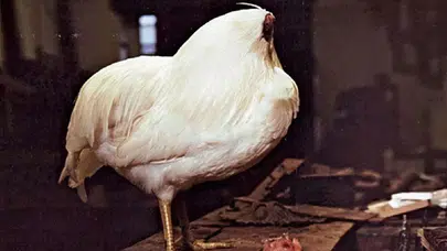 Mucize tavuk: Başı kesildikten sonra 18 ay yaşadı