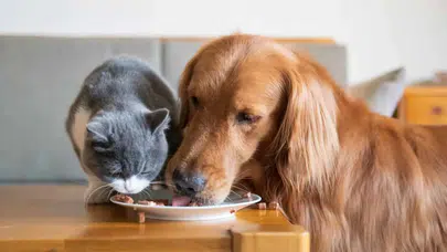 Bitki bazlı ve hücreden üretilmiş evcil hayvan mamalarına ilgi artıyor