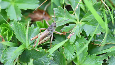 Türkiye’de çekirge çeşitliliği artıyor: Yeni cins “Salmanihippus” keşfedildi