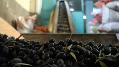 2025-2026 zeytin alım fiyatları belli oldu