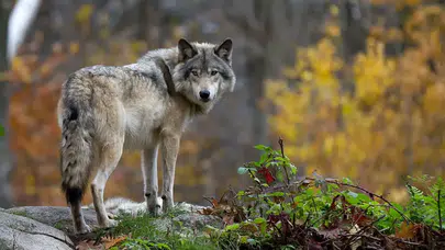 Modern köpeklerin DNA’sında kurt izleri bulundu: Davranışlarını etkiliyor