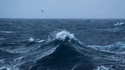 Bali Denizi’nde bilim dünyasını şaşırtan canlı