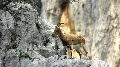 Yaban keçisi katliamcısı yasa dışı avcılara 1,9 milyon lira ceza