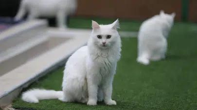 Kedi Villası'nda bereketli yıl: Koruma altındaki Van kedileri bu yıl 120 yavru doğurdu