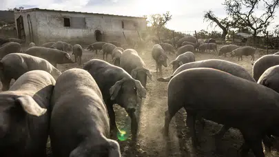 İspanya’da 30 yıl sonra görülen ilk Afrika Domuz Vebası Salgını: Salgının kaynağı bozuk bir sandviç olabilir!