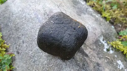 Vombatların küp şeklindeki dışkılarının sırrı çözüldü