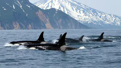 Katil balinalar yunusların ekolokasyonunu kullanıyor: Yeni araştırma ortak avcılığı ortaya koydu