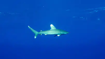 Akdeniz’de büyük beyaz köpekbalığı alarmı: 2025 yılında 40 birey öldürüldü