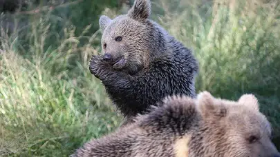Ayı saldırılarına çözüm menülerden geldi: Ayı eti trend oldu