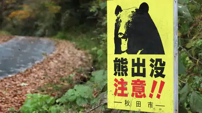 Japonya kırmızı alarmda: Ayı saldırıları durdurulamıyor!