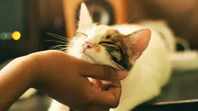 Kedilerin favori insanı nasıl seçtiği ortaya çıktı