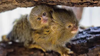 Avuç içine sığıyorlar! Dünyanın en küçük maymunları: Sevimli pigme marmosetlerin Amazon’daki hayatı ve tehlikeleri