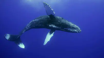 Dronlarla balina nefesi incelendi: Toplu ölümlere yol açan virüs tespit edildi