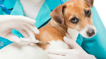 Mikroçip zorunluluğunda son tarih 31 Aralık 2025: Taktırmayanlara para cezası