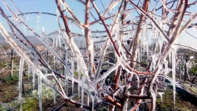 Zirai don ciddi hasara yol açmıştı: Üreticilere "Asmaları budamayın" uyarısı yapıldı!