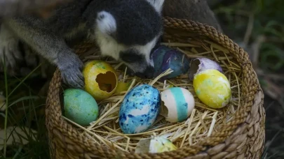 Şili Santiago Hayvanat Bahçesi'nde hayvanların da paskalya kutlaması vardı!