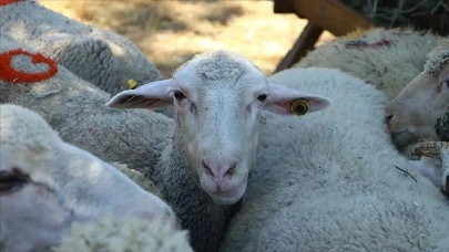 2025 Kurban Bayramı Tatili Kaç Gün? 9 Günlük Tatil Olacak Mı?