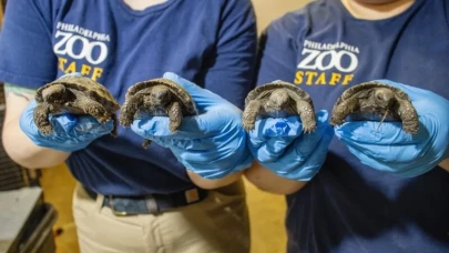 Philadelphia Hayvanat Bahçesi'nde 100 yaşındaki dev kaplumbağalar ilk kez ebeveyn oldu