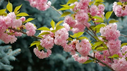 Nevruz resmi bayram olacak mı? Nevruz tatil mi olacak?