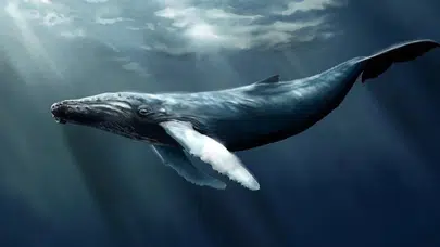 İspanya’da 20 bin yıllık balina kemiğinden aletler keşfedildi