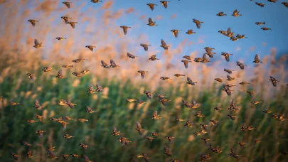Söğüt serçeleri doğayla bir bütün haline geldi