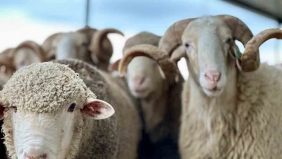 Kurban Bayramı'na kaç gün kaldı? Bayram tatili kaç gün olacak?