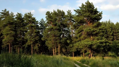 Kırklareli'nde 8 Mayıs'tan itibaren ormanlara giriş yasaklandı