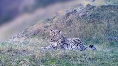 Anadolu'nun yaşayan en büyük kedisi 'Anadolu Parsı' kameralara takıldı