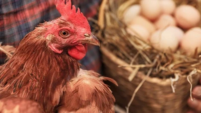 Samsun’da tavuk zehirlenmesi: 213 işçi hastanelik oldu