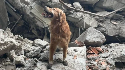 6 Şubat depremlerinde 18 kişiyi kurtaran arama kurtarma köpeği Killian hayatını kaybetti