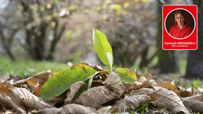 Yasemin Mıstıkoğlu yazdı: Ceviz Dalında Değil, İklim Krizinde Çürüyor