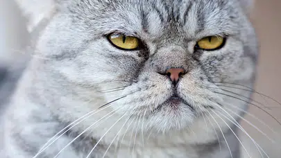 Kediniz sizi seviyor ya da sevmiyor olabilir, ama kokunuzu muhakkak tanıyor!