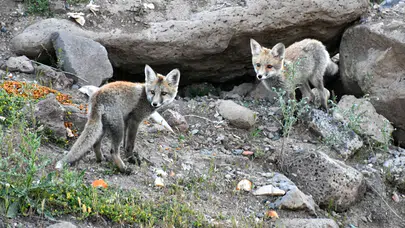 Doğaseverler, Kars'ta yuvalarından çıkan yavru kızıl tilkileri beslediler