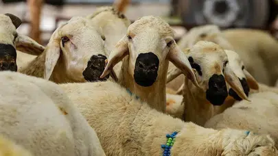 Diyanet’ten Kurban Bayramı öncesi zaman ve güvenlik uyarısı