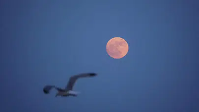 18 yıl sonra gökyüzünde büyüleyen Çilek Dolunayı! Haziran ayı pembe ışıklarla aydınlandı