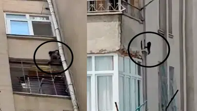 Mersin halkı 'maymunlar cehennemi'ni yaşıyor: "Sitedeki maymunun bir aydır girmediği ev kalmadı, ne bulsa yiyor!"